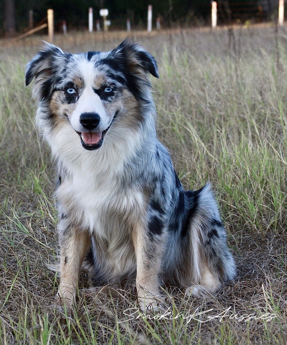 Triple S Dont Get Loco @Smokin K's (Koko)