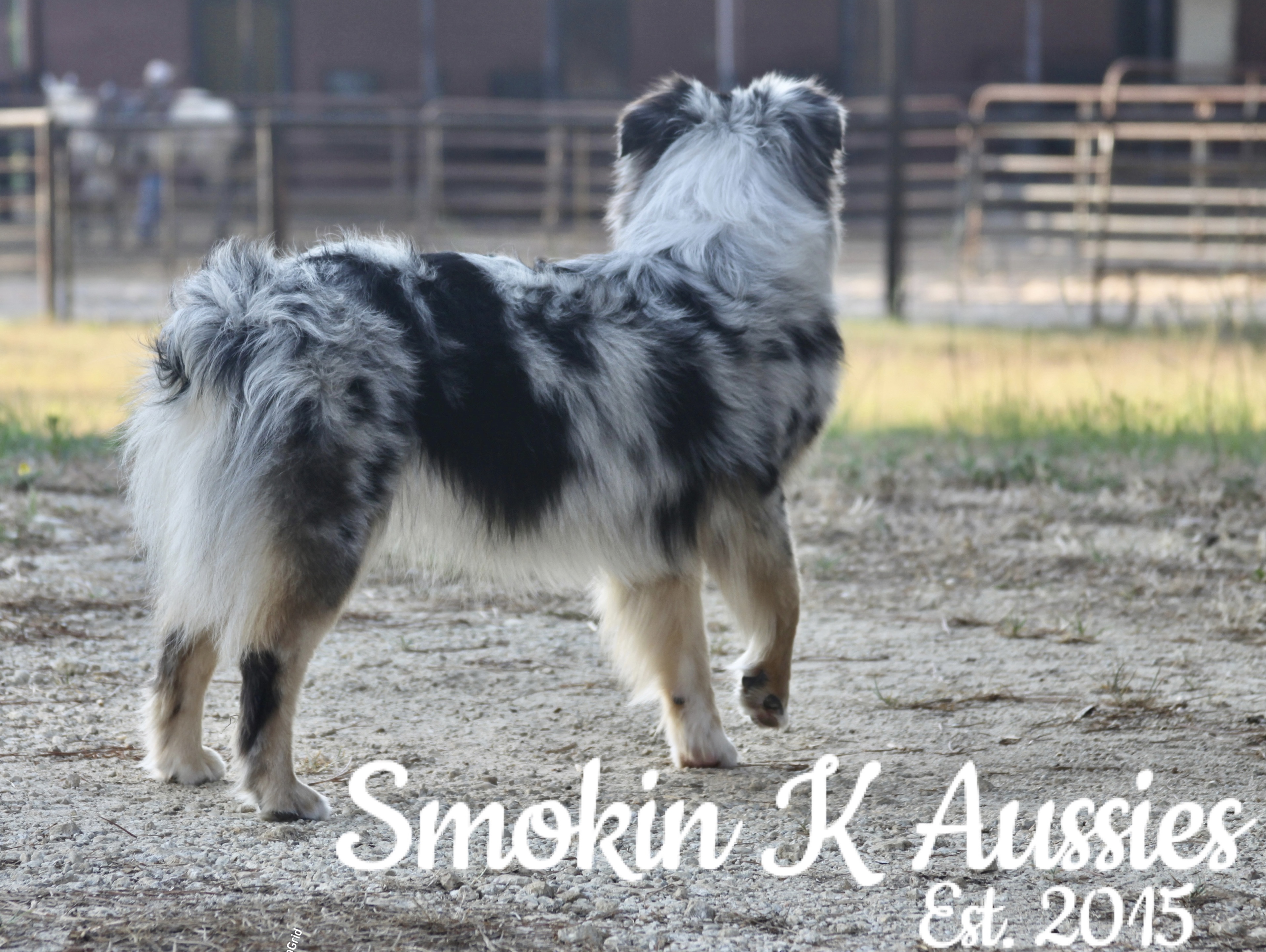 Smokin K Aussies