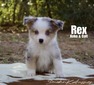 Rex